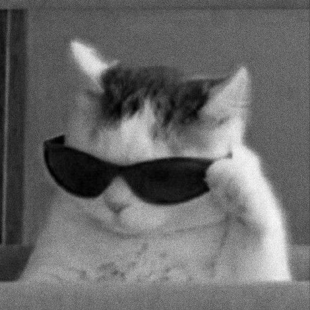 Cool cat 